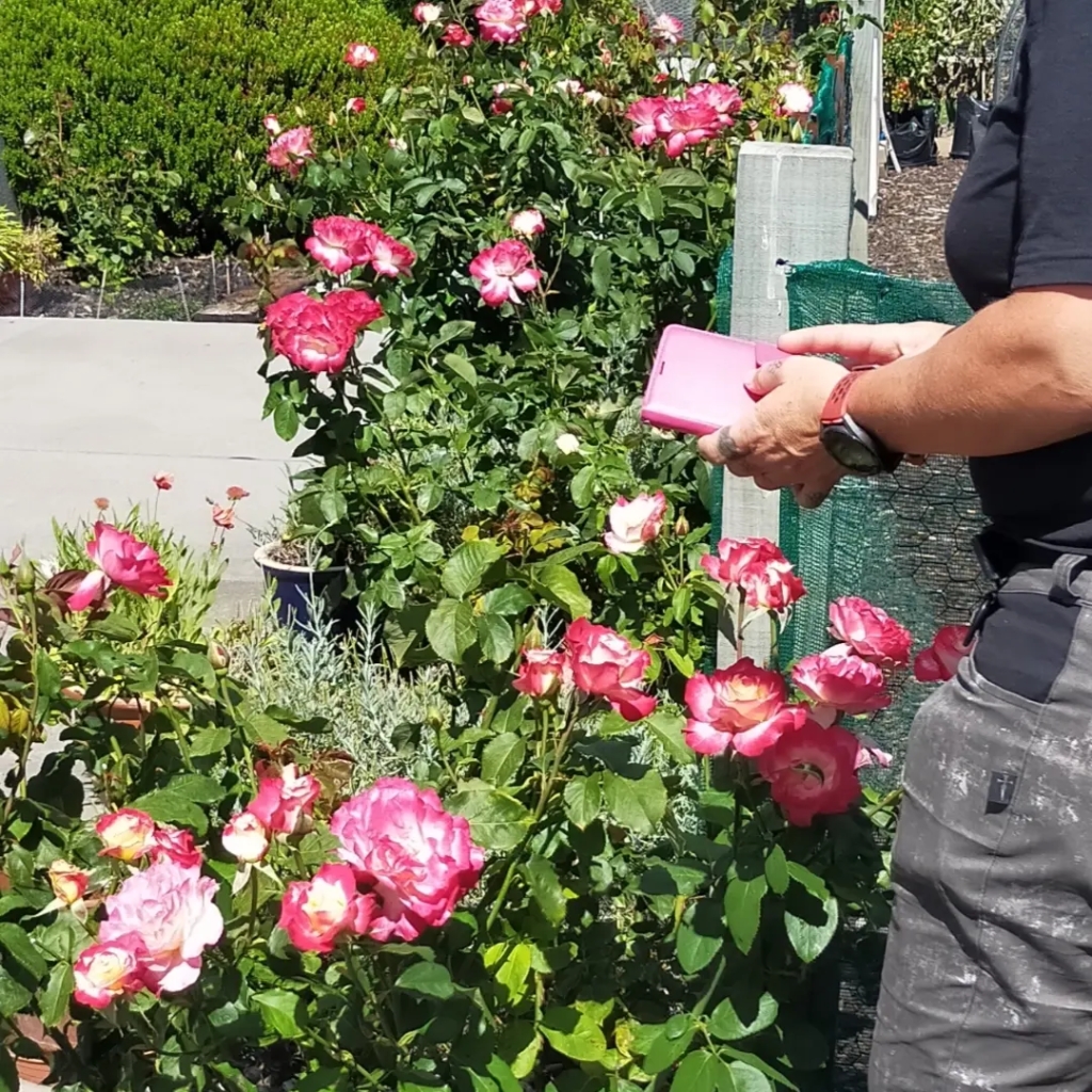 Taking photos of beautiful double-delight roses