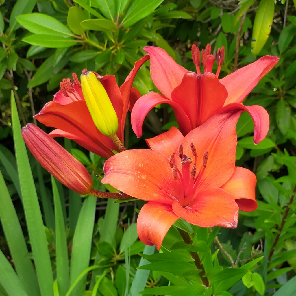 Bright orange lilies